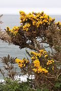 Ajonc épineux sur la côte en Irlande.