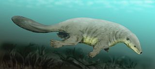 <i>Castorocauda</i> A Jurassic beaver-like animal from China