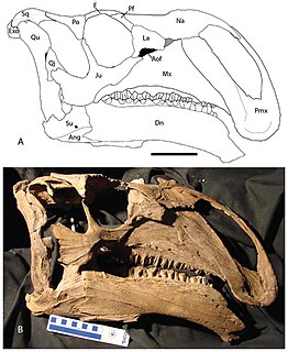 <i>Choyrodon</i> Iguanodontian dinosaur genus from Early Cretaceous Mongolia