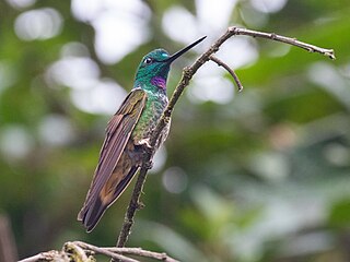 <span class="mw-page-title-main">Violet-throated starfrontlet</span> Species of hummiingbird