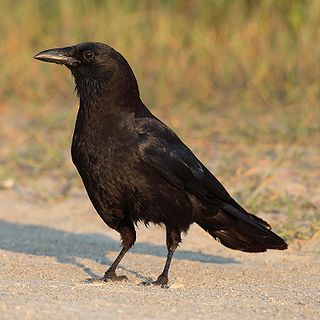 <span class="mw-page-title-main">American crow</span> Species of bird