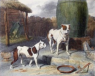 <span class="mw-page-title-main">Old English Bulldog</span> Dog breed