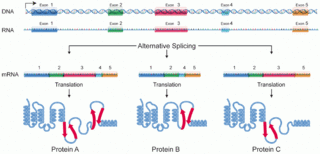 <span class="mw-page-title-main">Alternative splicing</span> Process by which a gene can code for multiple proteins