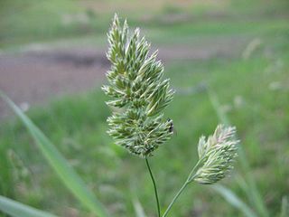 Commelinids A clade of monocot flowering plants