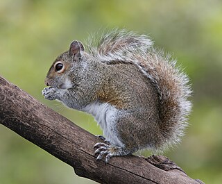 <span class="mw-page-title-main">Tree squirrel</span> Small tree-dwelling mammals that are members of the squirrel family (Sciuridae)