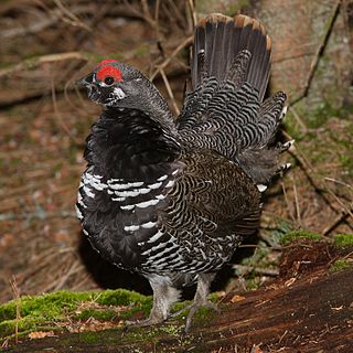 <span class="mw-page-title-main">Spruce grouse</span> Species of bird