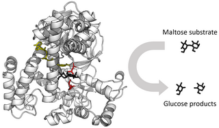 <span class="mw-page-title-main">Enzyme</span> Large biological molecule that acts as a catalyst