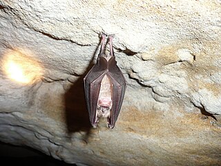 <span class="mw-page-title-main">Greater horseshoe bat</span> Species of bat