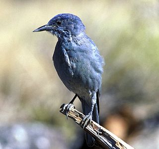 <span class="mw-page-title-main">Pinyon jay</span> Species of bird in North America