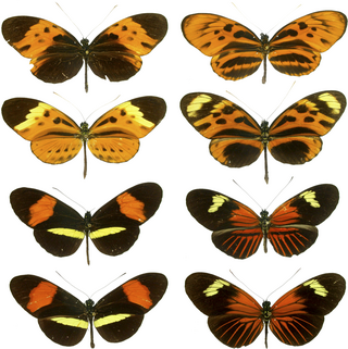 <span class="mw-page-title-main">Müllerian mimicry</span> Mutually beneficial mimicry of strongly defended species