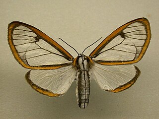 <i>Hyalurga</i> Genus of moths