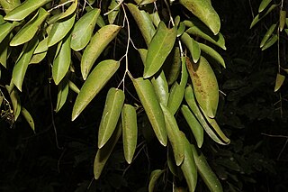 <i>Hypserpa laurina</i> Species of flowering plant