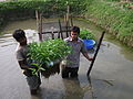 Collection of water spinach and snail from IMTA pond