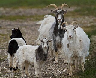 <span class="mw-page-title-main">Icelandic goat</span> Breed of goat