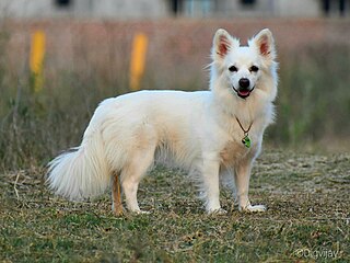 <span class="mw-page-title-main">Indian Spitz</span> Dog breed