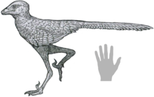 Liaoningvenator.png