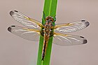 Libellula fulva (Spitzenfleck, junges Weibchen) [D]