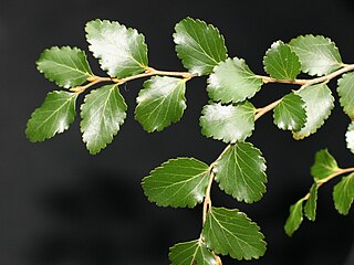 <i>Nothofagus menziesii</i> Species of tree