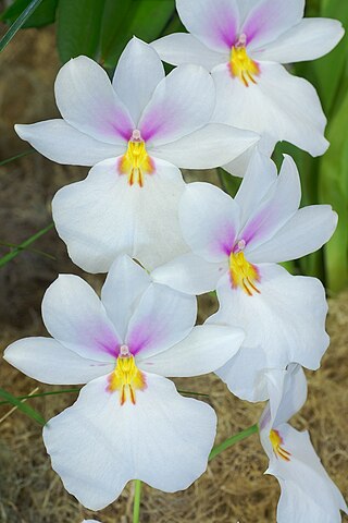 <i>Miltoniopsis vexillaria</i> Species of orchid