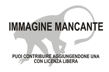 Immagine di Cheirogaleus minusculus mancante