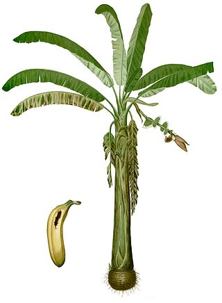 <span class="mw-page-title-main">Lakatan banana</span> Banana cultivar