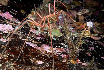 ヒドロ虫（刺胞動物）を摂食しているウミグモ。