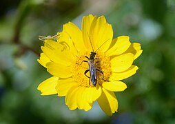 Oedemera simplex en de spin Thomisus onustus