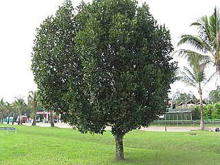 <span class="mw-page-title-main">Calophyllaceae</span> Family of flowering plants