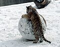 5 février 2011 Depuis le temps que je roule ma bosse sur Wikipédia, mes articles vont faire boule de neige.