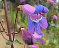 Penstemon spectabilis