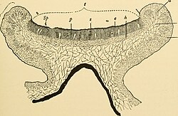 Doorsnede bij het korstmos Physcia pulverulenta t = hymenium, sp=ascospore, s=asci, p=parafyse, e=epithecium, h=hypothecium, pt=excipulum, a=algenlaag, m=medulla, r=cortex