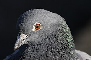 Close up Pigeon