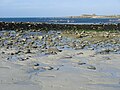 Île Ségal : la grève, à marée basse 1.