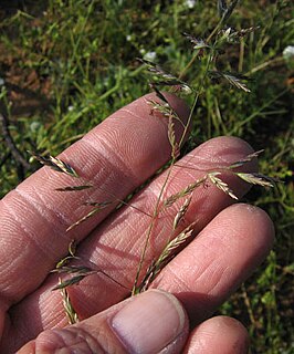 <i>Poa secunda</i> Species of grass