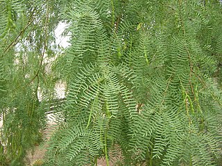 <i>Prosopis glandulosa</i> Species of tree