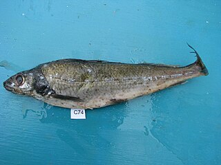 <span class="mw-page-title-main">Long-fin bonefish</span> Species of ray-finned fish