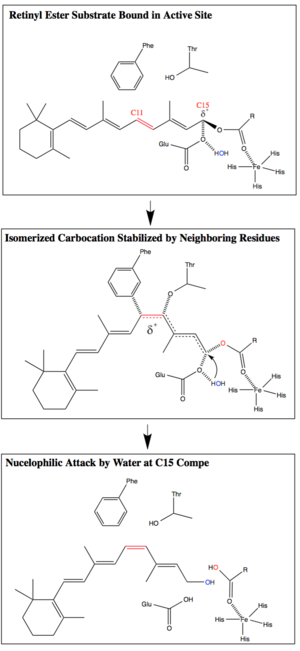 The proposed RPE65 O-alkyl cleavage mechanism. The residues shown are, clockwise from top left - Phe , Thr , His , His , His , His , and Glu . RPE65 Mechanism Updated.png