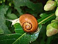 Sinistral (left-handed) species of snail from western India