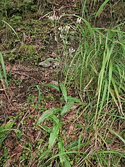 茎は直立し、細く、基部は紫色を帯び、上部は2-4回分枝する。根出葉は花時にも存在する。