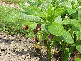 Vaistinė skopolija (Scopolia carniolica)