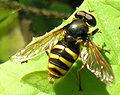 Sericomyia silentis. Fam. Syrphidae (Diptera)