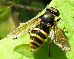 Žiedmusė (Sericomyia silentis)