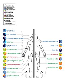 Depiction of the human body and bacteria that predominate Skin Microbiome20169-300.jpg