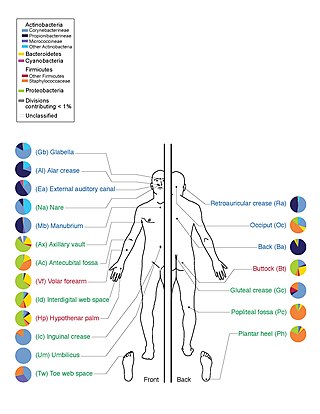 <span class="mw-page-title-main">Skin flora</span> Microbiota that reside on the skin