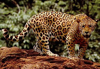 <span class="mw-page-title-main">Jaguar</span> Large cat native to the Americas