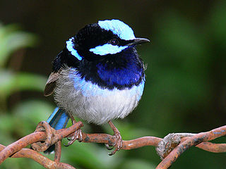 <span class="mw-page-title-main">Australasian wren</span> Family of birds