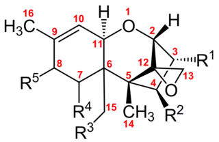 <span class="mw-page-title-main">Trichothecene</span> Large family of chemically related mycotoxins