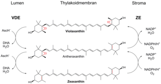 <span class="mw-page-title-main">Violaxanthin</span> Chemical compound