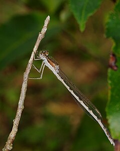 Common winter damselfly - Sympecma fusca, male.