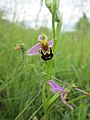 Ophrys apifera